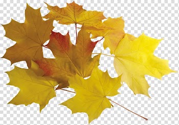 Leaf Autumn , autumn leaves transparent background PNG clipart