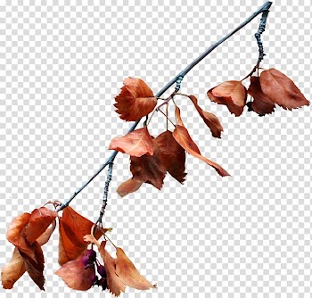 Leaf Autumn, Autumn leaves transparent background PNG clipart