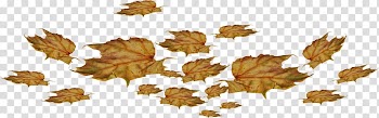 Leaf Autumn , autumn transparent background PNG clipart