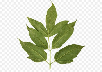 Leaf Autumn Blog Clip art - Leaf 