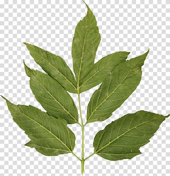 Leaf Autumn Blog , Leaf transparent background PNG clipart