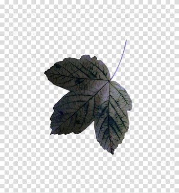 Leaf Autumn Cafe Manbij, Leaf transparent background PNG clipart