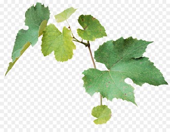 Leaf Autumn Clip art - green,Floral leaves,Scenery elements 