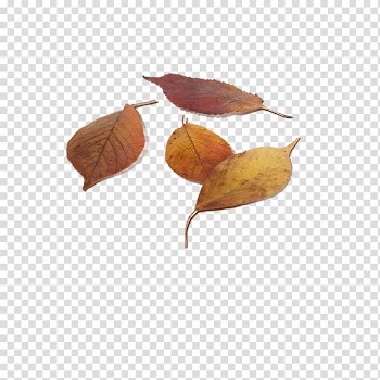 Leaf Autumn Deciduous, Leaves transparent background PNG clipart