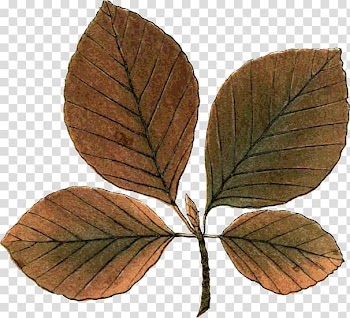Leaf Autumn Deciduous Northern Hemisphere, Leaf transparent background PNG clipart