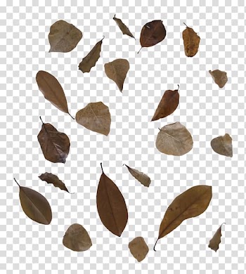 Leaf Autumn Desktop , Leaf Watercolor transparent background PNG clipart