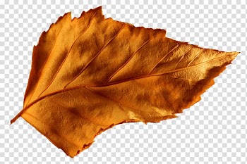 Leaf Autumn Food Ice cream cake Lens flare, Leaf transparent background PNG clipart