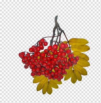 Leaf Autumn Food TEMA Foundation, Leaf transparent background PNG clipart