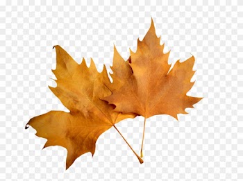 Leaf Autumn Leaf Autumn Nature Png Image - Leaf Autumn Leaf Autumn Nature Png Image