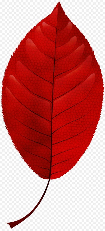 Leaf, Autumn Leaf Color, Autumn, Red PNG