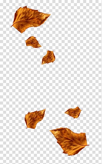 Leaf Autumn , Leaf transparent background PNG clipart