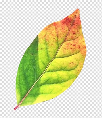 Leaf , Autumn Leaf transparent background PNG clipart