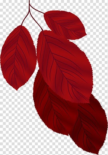 Leaf Autumn, Leaf transparent background PNG clipart