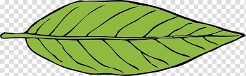 Leaf Autumn , Leaf transparent background PNG clipart