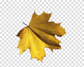 Leaf Autumn , Leaf transparent background PNG clipart