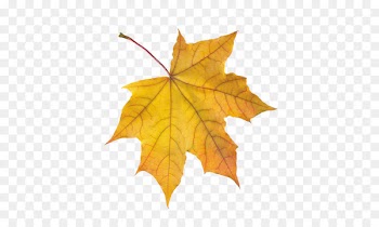 Leaf Autumn Leaves Animaatio Осень Катя-Катерина - Leaf 