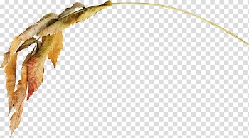 Leaf Autumn Leaves Branch Brown , Leaf transparent background PNG clipart
