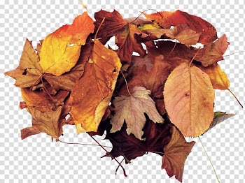 Leaf, Autumn leaves heap transparent background PNG clipart
