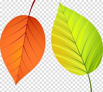 Leaf Autumn Leaves, Leaf transparent background PNG clipart