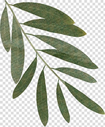 Leaf Autumn Leaves , Leaf transparent background PNG clipart