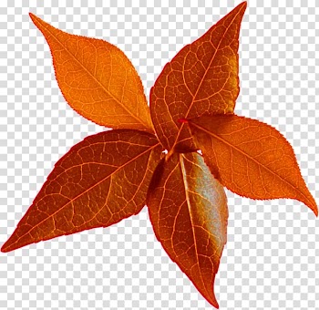 Leaf Autumn Leaves LiveInternet , Leaf transparent background PNG clipart