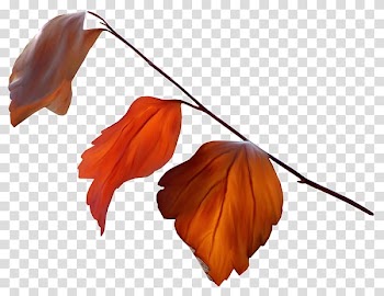 Leaf Autumn Leaves Petal, Leaf transparent background PNG clipart