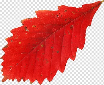 Leaf Autumn Leaves Red Tree, Leaf transparent background PNG clipart