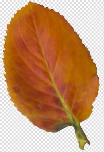 Leaf , autumn leaves transparent background PNG clipart
