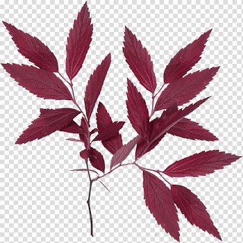 Leaf , autumn leaves transparent background PNG clipart