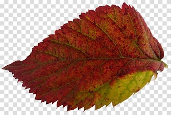 Leaf Autumn Leaves Yaprak, Leaf transparent background PNG clipart