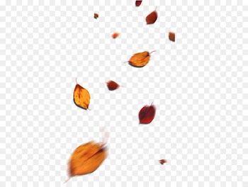 Leaf Autumn Petal Deciduous - Falling leaves fall 
