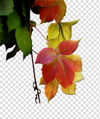 Leaf Autumn Petal Deciduous, Leaf transparent background PNG clipart