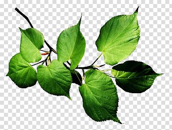 Leaf Autumn Plant, Leaf transparent background PNG clipart