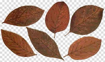 Leaf Autumn Plant stem Art, Mil transparent background PNG clipart