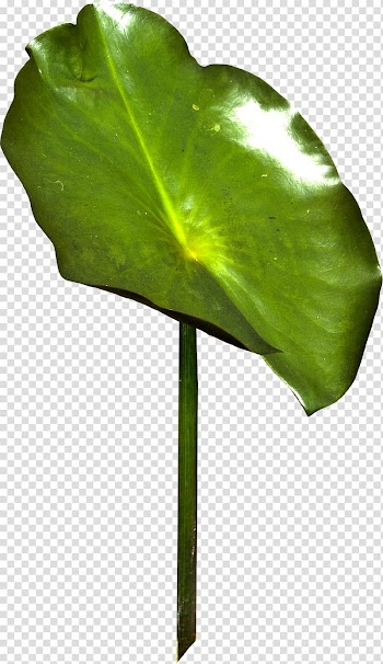 Leaf Autumn Plant stem TinyPic, Leaf transparent background PNG clipart