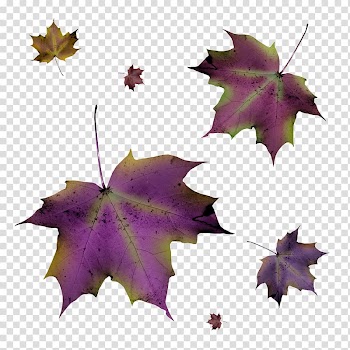 Leaf Autumn Purple, autumn leaves transparent background PNG clipart