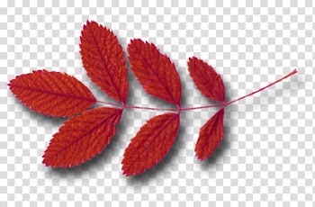 Leaf Autumn Research Google cardboard, autumn elements transparent background PNG clipart