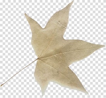 Leaf Autumn The Register BP, Leaf transparent background PNG clipart