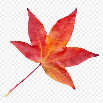 Leaf Autumn Transparency and translucency - Autumn Leaf 