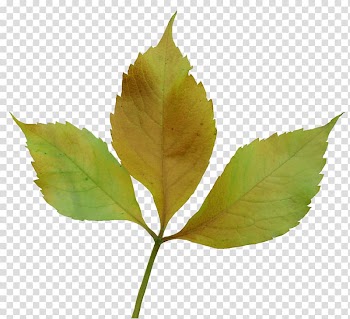Leaf Autumn Yandex , Leaves transparent background PNG clipart