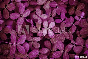 Leaf background