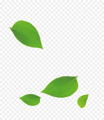 Leaf Bamboo - Green leaves falling floating material 