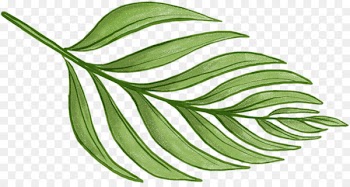 Leaf Barnsley fern Plant Pattern - tropical leaves 