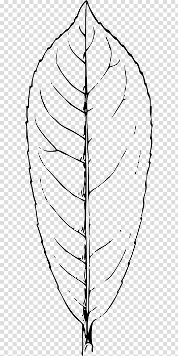Leaf Bay Laurel Twig Plant Leaves Laurel wreath, Leaf transparent background PNG clipart