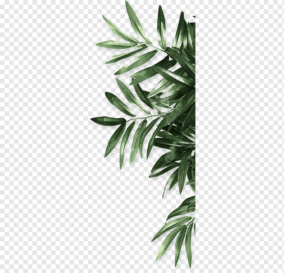 Leaf Be Natural Organics Android, leaf, green leaf plant, maple Leaf, branch, plant Stem png