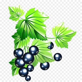 leaf berry plant grape fruit