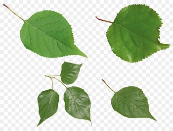 Leaf Birch Branch Clip art - green leaves. 