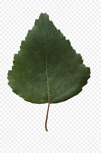 Leaf Birch Tree Plant Branch - leaf texture 