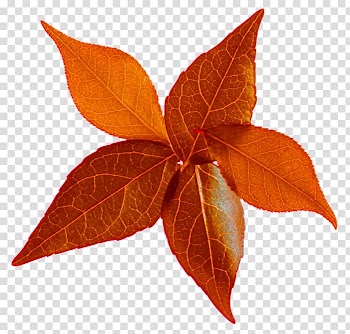 Leaf Blog Autumn , Leaf transparent background PNG clipart