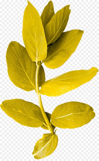 Leaf Blue Plant Clip art - foliage 
